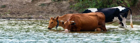 गर्मी के दिनों में पशुओं की देखभाल