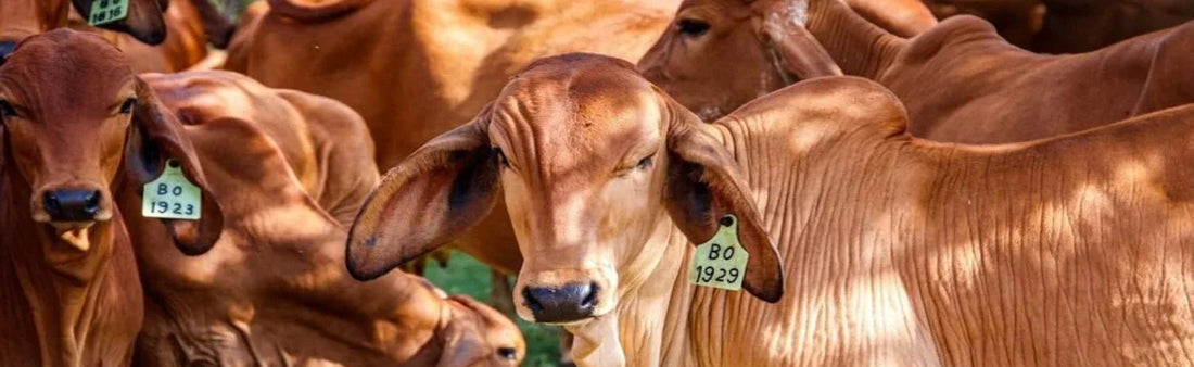 मादा पशुओं में थनैला रोग और होम्योपैथिक पशु चिकित्सा