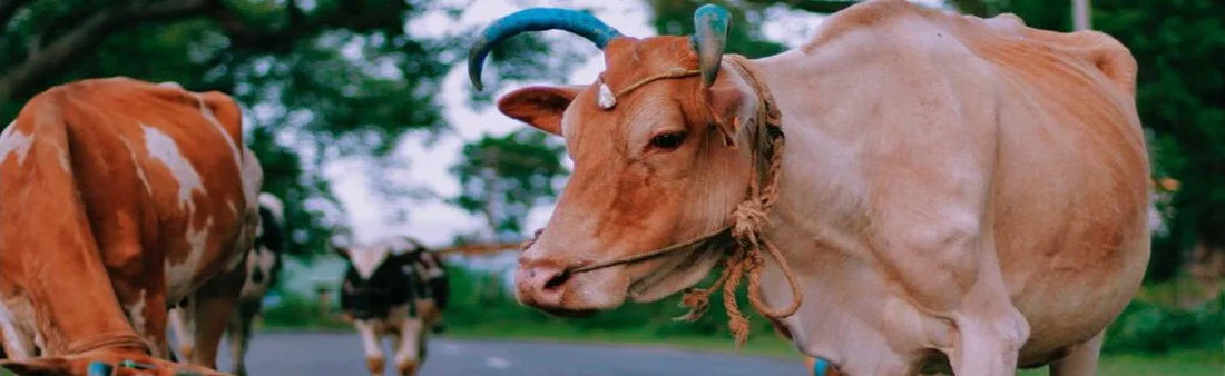 पशुओं में गर्भपात (अबॉरशन) के रोकथाम हेतू होम्योपैथिक उपचार।