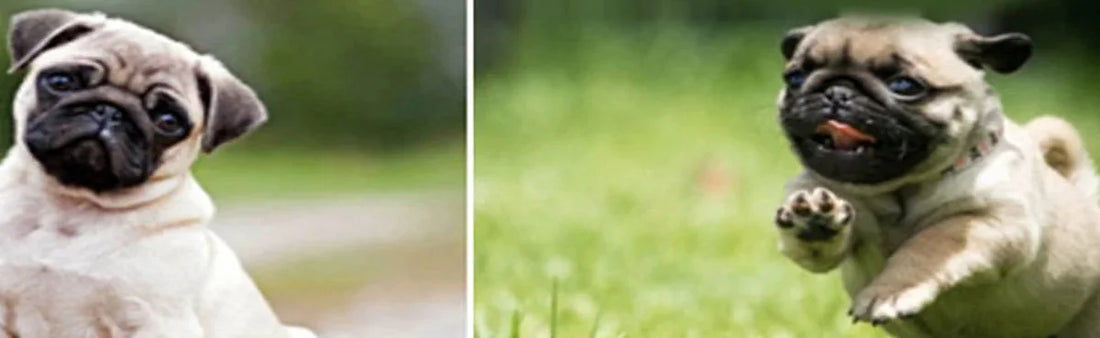 A Pinch Of Woof And A Dash Of Paw: Pug