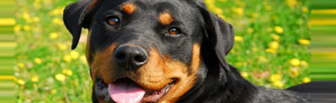 A Pinch Of Woof And A Dash Of Paw :Rottweiler