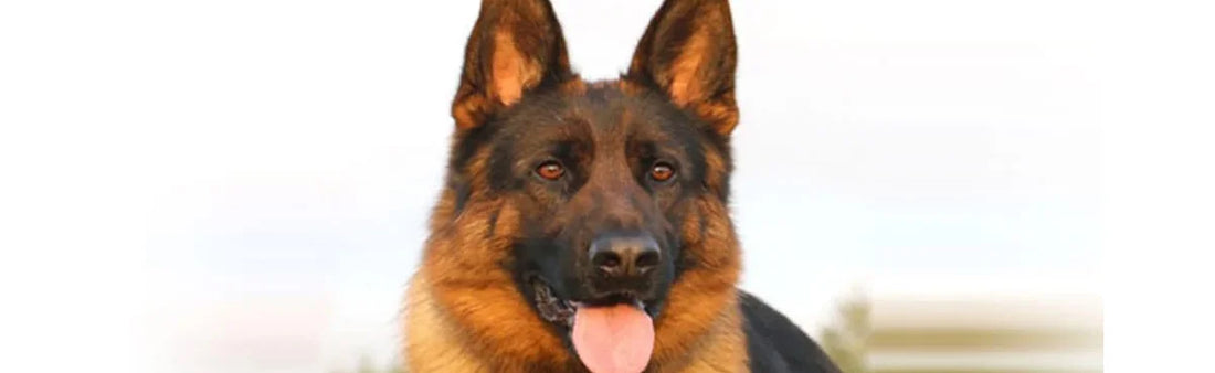 A pinch of woof and a dash of paw : German Shepherd