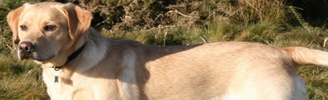 A pinch of woof and a dash of paw: Labrador Retriever