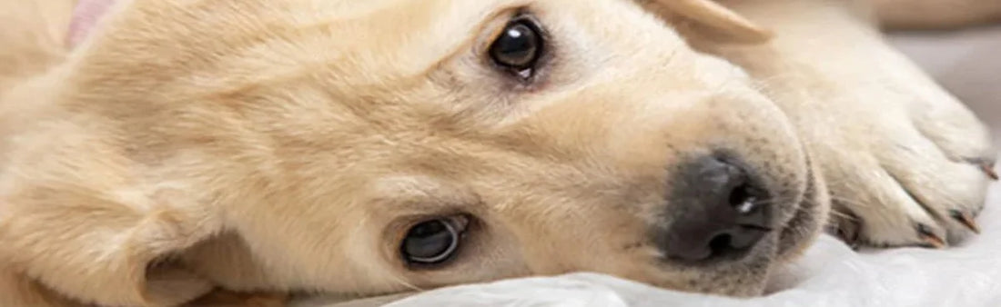 Beat Parvo With Homeopathy