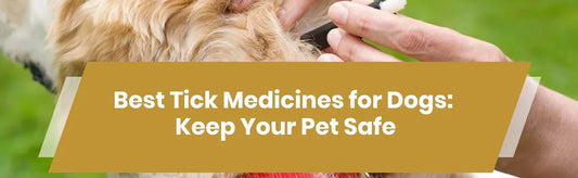 Best Tick Medicines for Dogs: Keep Your Pet Safe