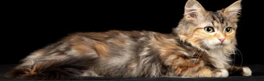 Boost Your Pet's Vitality with StrezzA: A Comprehensive Guide to Natural Energy and Health