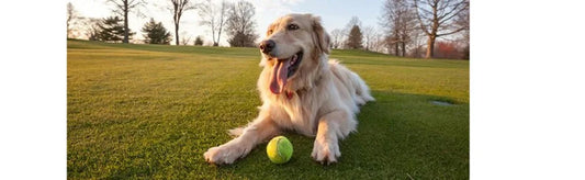 Calcium Supplementation : Strong Bones, Stronger Pet