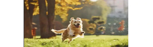 Care For Your Dog During Pregnancy