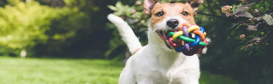 Care Tips for Dogs to Ensure Their Well-being