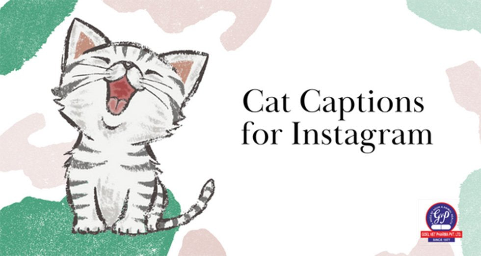 Cat Captions for Instagram