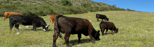 Cattle Grazing 101: A Comprehensive Guide to What It Is and Why It Matters