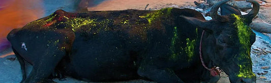 Celebrate Holi with Gau Mata