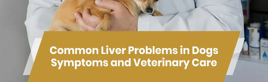 Common Liver Problems in Dogs Symptoms and Veterinary Care