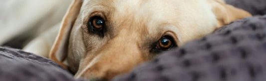 Cure Septic Conditions In Your Pets : Symptoms & Cure