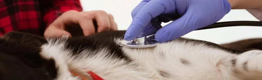 Dermisule - Nourish Your Pet's Skin and Coat