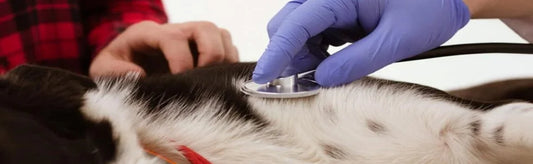 Dermisule - Nourish Your Pet's Skin and Coat