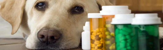 Don’t Fool Yourself- These Side Effects Can Be Harmful For Your Pets