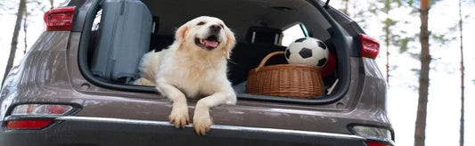 Driving with an Anxious Dog: Your Complete Guide to Calming Canine Car Anxiety