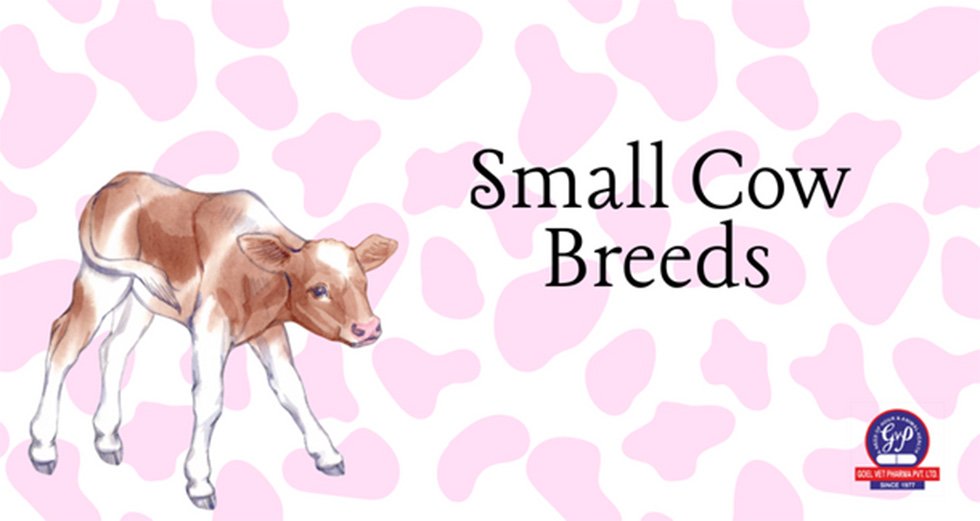 Small Cow Breeds