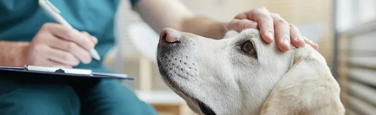 Exploring Common Dog Diseases: Recognizing Signs and Seeking Timely Treatment
