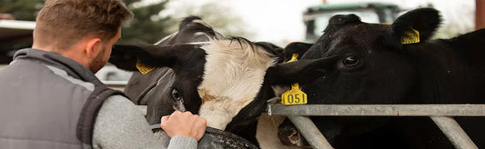 Tips for Choosing the Best Feed Supplements for Cattle