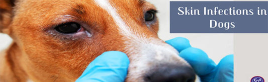 From Cold Air to Hotspots: Managing Skin Infections in Dogs During Winter | DERMISULE for PETS