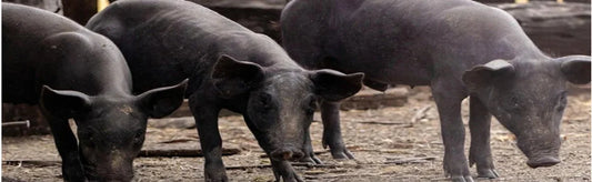 From Sty to Profit: Exploring the World of Pig Farming in India