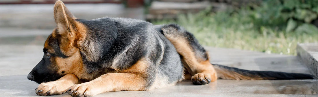 German Shepherds Health Problems