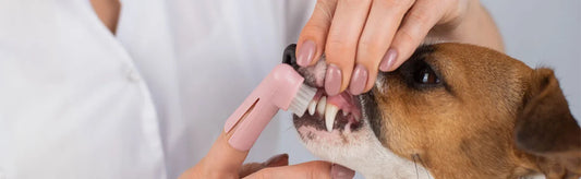 Giving Orican Daily to Pets