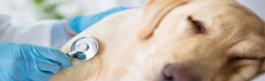 Guarding Your Canine Companion: Tips for Preventing the Most Common Dog Diseases
