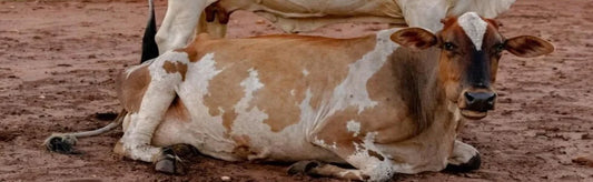 Heat Stress in Cattle: Causes, Symptoms, Prevention and Treatment