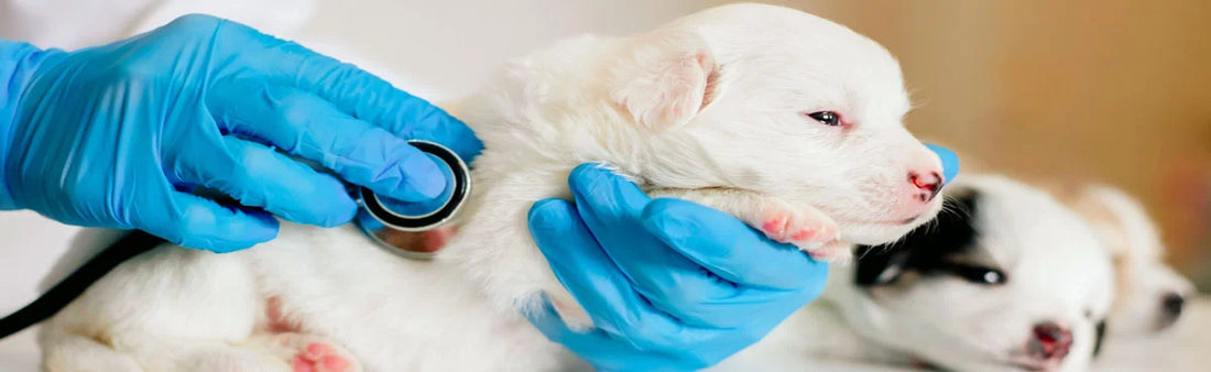 Homeopathic Veterinary Medicines For Dogs & Cats