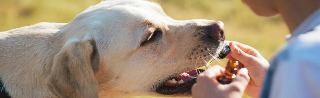 Homeopathic Remedies for Common Ailments in Aging Dogs
