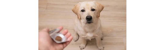Homeopathic Veterinary Medicines For Abdominal Discomfort In Pets