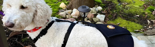 Homeopathy Remedy to Safely Relieve Your Dog From Joint Pain : Goel Vet Pharma