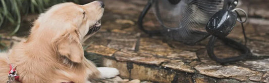 How to Prevent Heat Stroke and Fever in Your Pets
