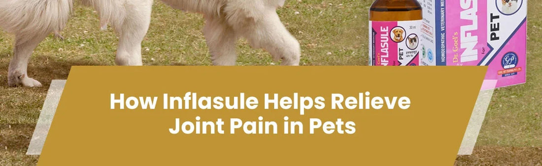How Inflasule Helps Relieve Joint Pain in Pets
