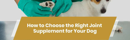 How to Choose the Right Joint Supplement for Your Dog