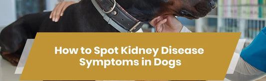 How to Spot Kidney Disease Symptoms in Dogs