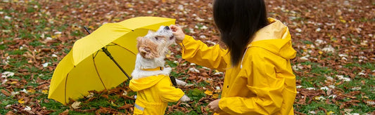 Pet in Monsoon