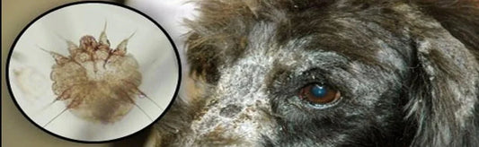 Identifying and Treating Common Skin Problems in Dogs: A Comprehensive Guide