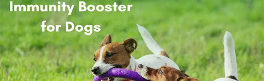 Cold Weather, Resilient Paws: Immunity Boosters for Dogs | Me & My IMMUNITY