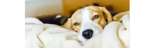 Iron: No Anaemia Or Dullness Only Strength & Alertness