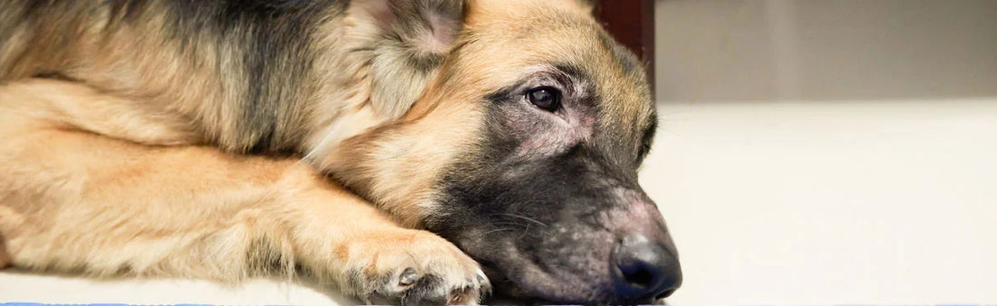 Itchy and Scratchy: Recognizing and Treating Dog and Cat Skin Infections