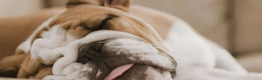 Lazy Dog Owners' Paradise: Choosing the Ultimate Lazy Dog Breed