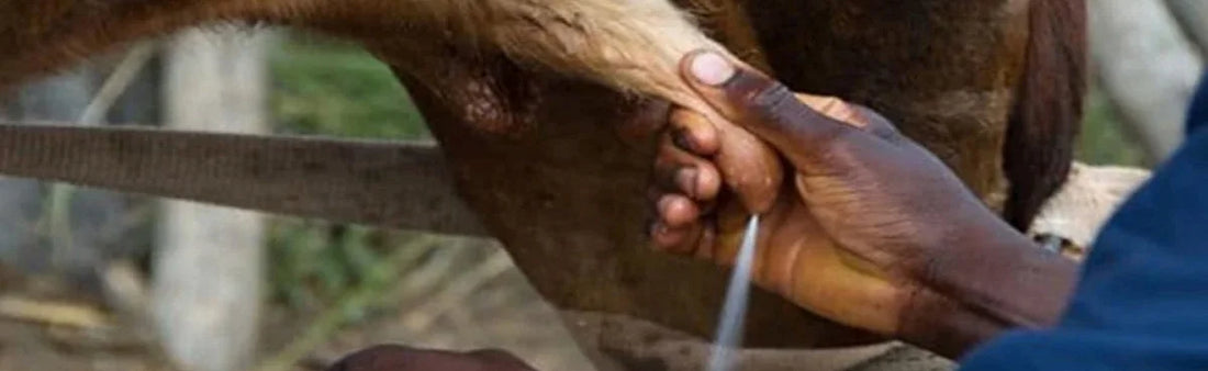 MILKOGEN: Increasing Milk Yield