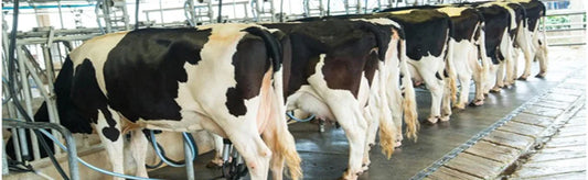 Milking Marvels: How Cow Milking Machines Transformed Dairy Farms