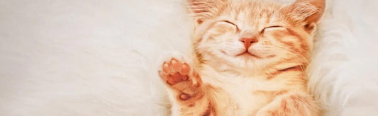 Whisker Wonderland: National Cat Day and it’s Significance