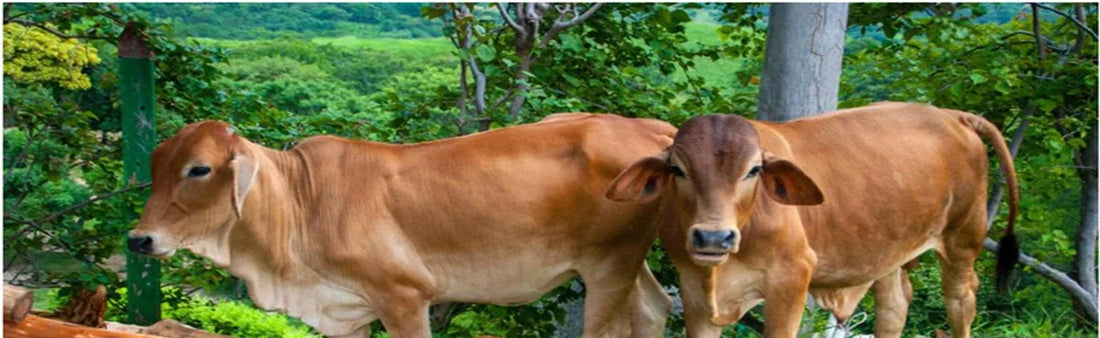 Navigating Rainy Seasons: A Guide to Livestock Care and Management