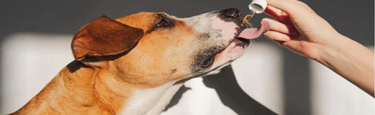 Omega-3 Fatty Acids for Dogs: Benefits and Importance of Omega Oils in Canine Nutrition